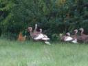 turkeys.jpg