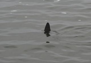 1108-shark.jpg