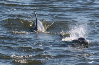 1113-dolphins-playing.jpg
