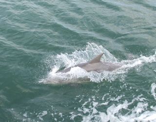 1113-jc-dolphin.jpg