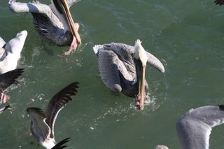 1113-pelican-eating.jpg