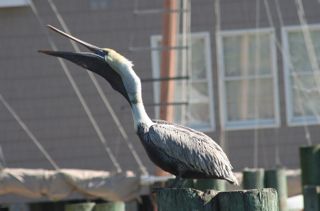 1113-pelican-on-post.jpg