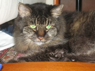 1117-puss.jpg