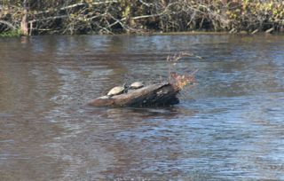 1117-turtles.jpg
