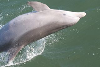 dolphin-jumping.jpg