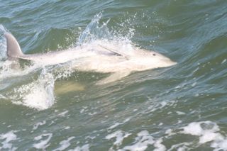 dolphin-on-his-side.jpg