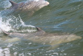 dolphin-pair.jpg