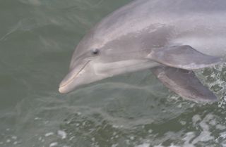 dolphin-smiling.jpg