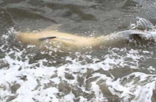 dolphin-upside-down.jpg