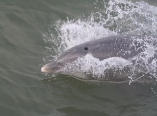 dolphin.jpg