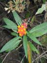 small-flower.jpg